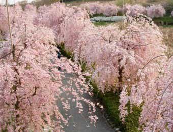 桜　お花見キャンプ　常陸風土記の丘