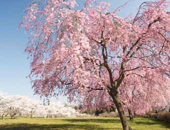 桜　お花見キャンプ　美の山公園