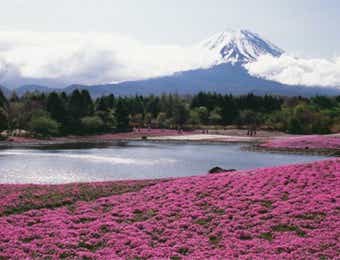 桜　お花見　富士本栖湖リゾート