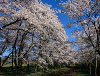 桜　お花見キャンプ　赤城南面千本桜