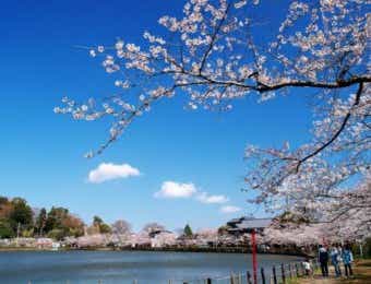 桜　お花見キャンプ　八鶴湖畔