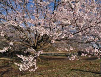 桜　お花見キャンプ　天平の丘公園