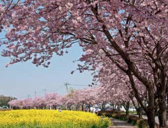 桜　お花見キャンプ　天平の丘公園
