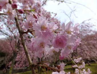 桜　お花見キャンプ　荒井城祉公園