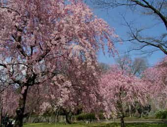 桜　お花見キャンプ　荒井城祉公園