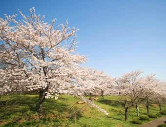 桜　お花見キャンプ　美の山公園