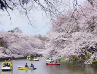桜　お花見キャンプ　井の頭恩賜公園